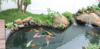 Hồ Cá Koi đẹp ở Quận 9